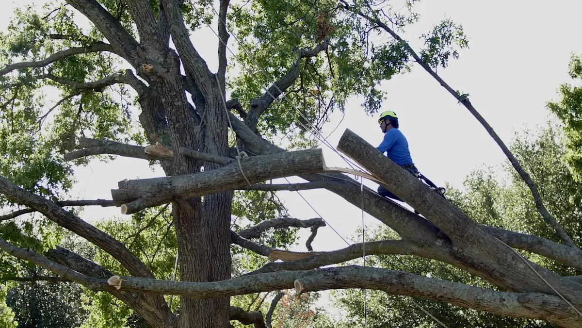 Professional Crown Thinning performed by certified arborists in Steele