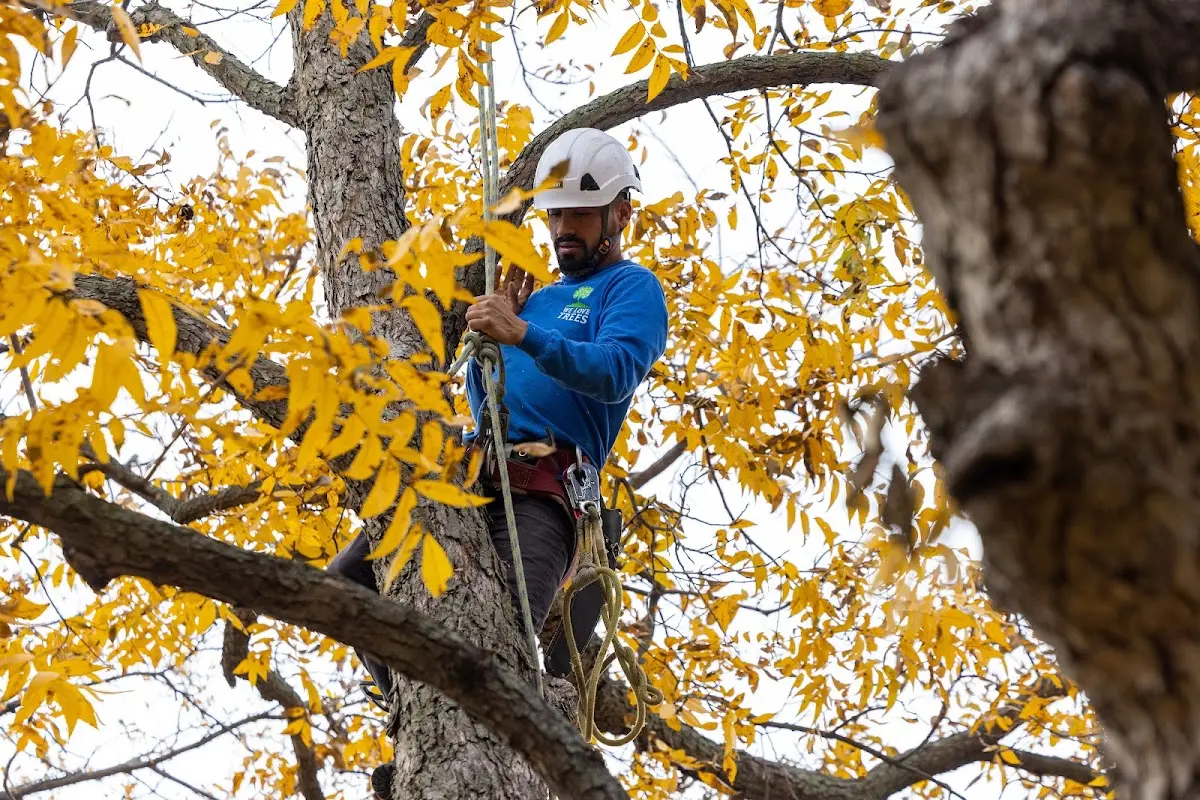Skilled Tree Trimming crew working in Steele
